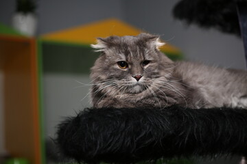 Gray cat portrait in studio with Gray background