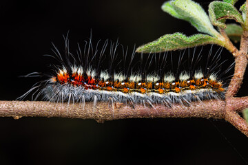 Psilogaster loti Caterpillar on Cistus salviifolius