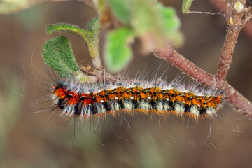 Psilogaster loti Caterpillar on Cistus salviifolius
