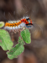 Psilogaster loti Caterpillar on Cistus salviifolius