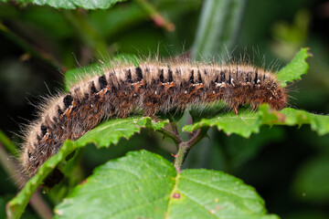 The Oak Eggar (Lasiocampa quercus)