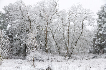 Paisaje de bosque de robles y pinos nevado, en invierno
