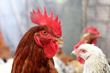 Red rooster in the chicken coop. Portrait of cockerel on hens background