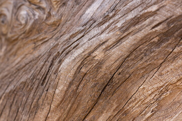 Obraz premium old timber texture close up