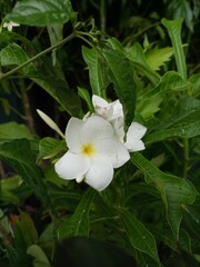 Obraz na płótnie Canvas White Flower in Garden. Selective focus of white flower Rocktrumpet in the garden, Mandevilla is a genus of tropical.