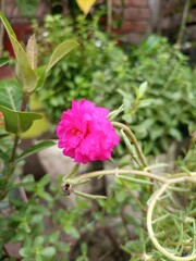 Obraz na płótnie Canvas PORTULACA DOUBLE PINK (moss rose) with Background Blur.. Moss Rose Pink Version. Selective Focus on Subject. 