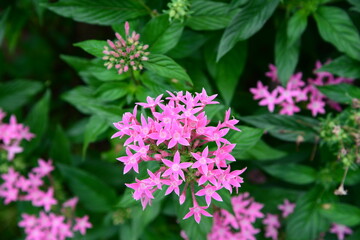 秋の庭で美しく咲いているピンク色の小花