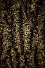 Tree bark rough texture close up