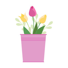 Pink and yellow tulips in a pink bucket. Vector isolate illustration on white background