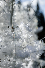 white decor on the holiday close-up. small artificial hydrangea flowers on a blue sky background on a sunny day. Wedding ceremony on the street on the green lawn.