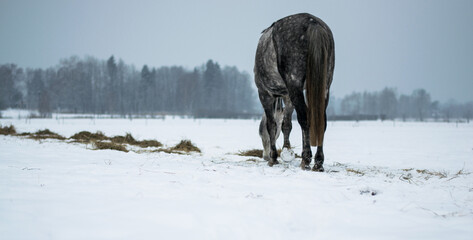 Horse eating on a field in winter