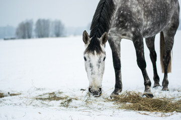 Horse eating on a field in winter