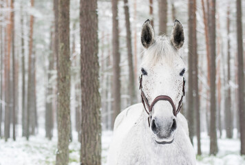 Horse alone in the woods during winter time