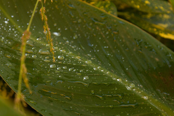 Green garden leaves with water droplets