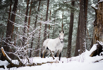 Fototapeta premium Horse alone in the woods during winter time