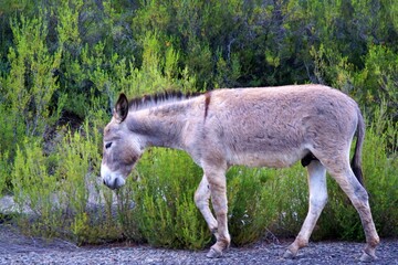 View of  wild ass in the wood in Marmaris, Turkey.