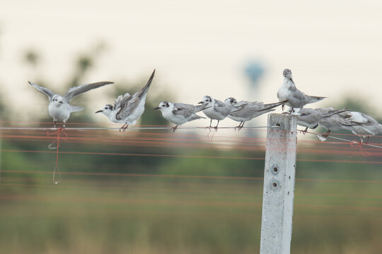 A flock of non-breeding White-winged Terns (Chlidonias leucopterus) resting on parallel cords above an aquaculture pond