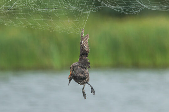 A dead Little Grebe (Tachybaptus ruficollis) dead with a wing entangled in a net above an aquaculture pond