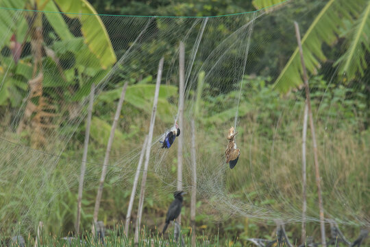 Dead Black-capped Kingfisher (Halcyon pileata) and Yellow Bittern (Ixobrychus sinensis) entangled dead in a net above a aquaculture pond