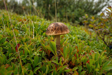 Mushroom grow on a background of green grass. Boletus in the wild in sunlight. Mushroom picking season.