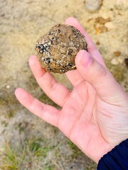 A hand is holding a raw truffle, The Truffle Farm, Canberra, ACT Australia 