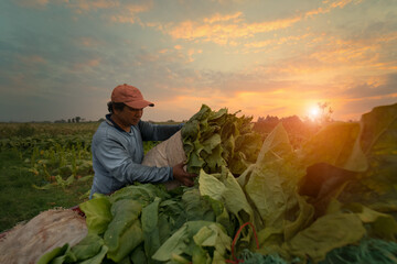 Agriculture Asian male tobacco farmers work to harvest tobacco leaves in sun set.
