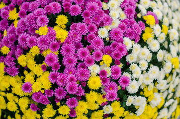 colorful chrysanthemum flowers background