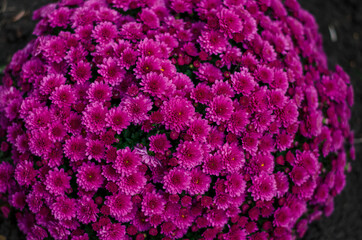 pink chrysanthemum flowers background