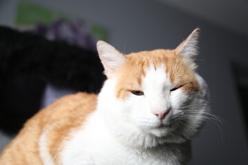 Ginger cat looking at the camera in studio with Gray background
