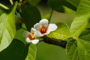 Close-up white Tung tree flower blooms. Aleurites Fordii Airy Shaw or Vernicia fordii, usually known as the tung or tung oil tree in spring Arboretum Park Southern Cultures in Sirius (Adler) Sochi.