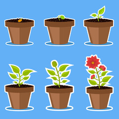 Stage-by-stage development of a flower in a pot. Growth from the seed, to flowering. Vector graphic.	