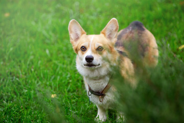 corgi dogs walking on a green lawn, autumn day