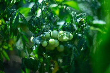 green cherry tomatos