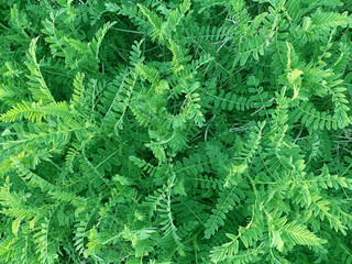 Green plant background