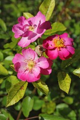 pink and white flowers