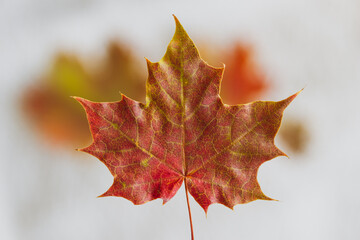 Colorful autumn maple leaf with blurry background