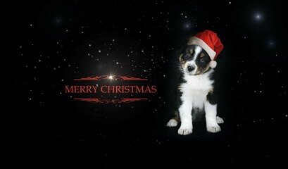 Obraz na płótnie Canvas dog Christmas card, australian shepherd with Santa hat 