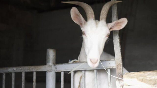 Retrato de una cabra que come en el establo 4K