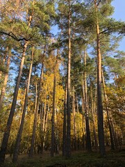 Spazieren durch den Wald nahe Rabenstein in Brandenburg