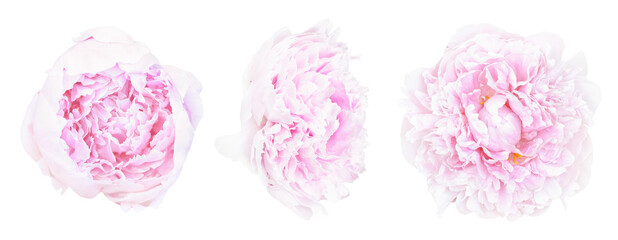 Set of beautiful light pink peony flowers blossom isolated on white background. Shallow depth. Soft pastel toned. Floral springtime. Copy space - 460271752