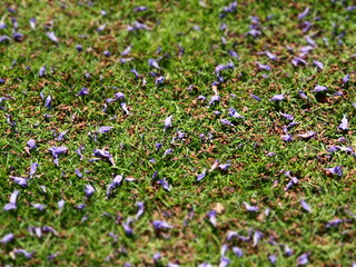 Fallen blue petals on green grass diorama 