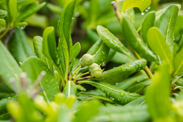 Pittosporaceae evergreen shrub and seasise plants. 