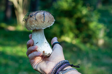 Boletus mushroom held in a hand of a woman. Green forest background. Seasoning