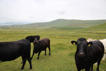 Las Islas Skellig son dos pequeñas y empinadas islas rocosas. Irlanda.