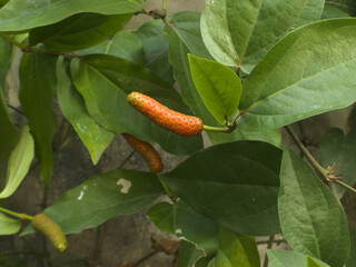 Javanese long pepper/Cabe Jawa/Piper retrofractum - obrazy, fototapety, plakaty