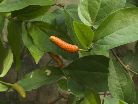 Javanese long pepper/Cabe Jawa/Piper retrofractum