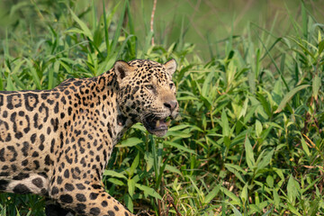 Jaguar (Panthera onca)