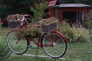 Fototapeta na wymiar Old bike with flowers in garden design