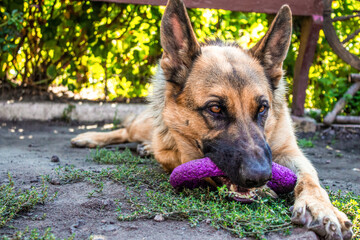 Young German Shepherd dog lies on the grass and plays with a purple-colored puller toy. High quality photo