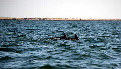 Großer Tümmler, Delfine in freier Wildbahn